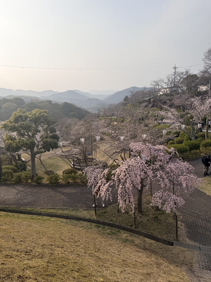 Cherry blossoms at Senkoji, Onomichi